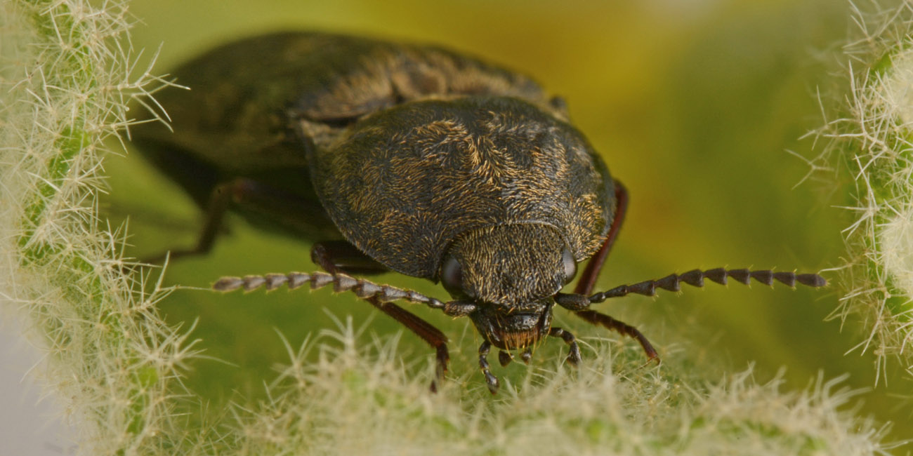 Elateridae: Prosternon tessellatum?  S !